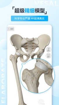 维萨里3D解剖图4